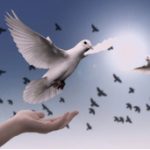 “A boa política está a serviço da paz”, tema do Dia Mundial da Paz 2019